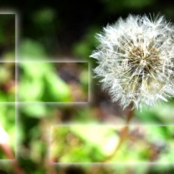 Fragile et résistante